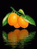anim240320mobildesign.atw.hu_0134.gif
